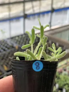 2026年最新】鉢植え発送の人気アイテム - メルカリ