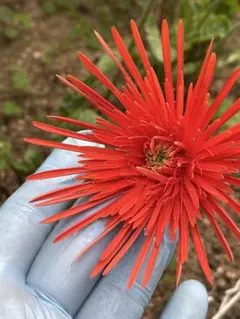 よんこ様 リクエスト 2点 まとめ商品