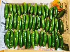 ⑨栃木県産フレッシュハラペーニョ！500gのサムネイル