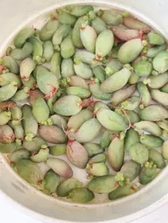 ＊shino＊様 リクエスト 2点 まとめ商品