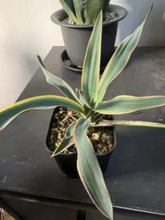 ユッカ グロリオサ バリエガータ 覆輪斑 錦