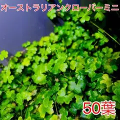 オーストラリアンクローバーミニ 50葉のサムネイル