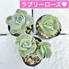 ラブリーローズ錦 斑薄め 抜き苗 鉢の中身全部 多肉植物 - メルカリ