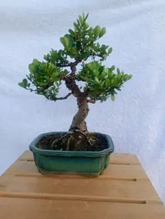 ミズガンピ 盆栽 鉢植え 観葉植物 ミズガンピ 盆栽 鉢植え 観葉植物 - メルカリ