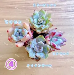 【レア品種】☆4種類☆多肉植物4苗セット 土・根付き④のサムネイル