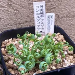 いずみ様 リクエスト 3点 まとめ商品