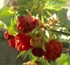 かえる姫様 リクエスト 2点 まとめ商品