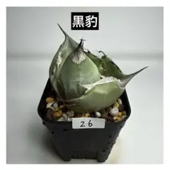 2025年最新】アガベ 植物の人気アイテム - メルカリ