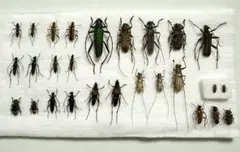 2026年最新】カミキリムシ標本の人気アイテム - メルカリ