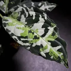 AZ便\"KÄMPFER\" アグラオネマ ピクタム マルチカラー ケンプファー AZ便