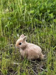 うさぎ　羊毛フェルトのサムネイル
