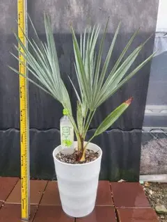 2025年最新】ブラヘアアルマータ種の人気アイテム - メルカリ