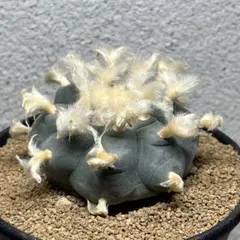 2025年最新】烏羽玉の人気アイテム - メルカリ