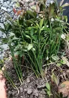 カラタチ苗木のサムネイル