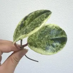 Hoya Carnosa Snow Angel Madara ミドルカット苗 - メルカリ