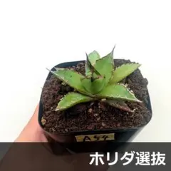 A54 実生選抜 アガベ ホリダsspホリダ