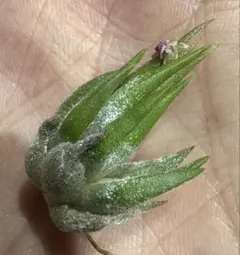チランジア マヤントーテムポール 子株 Tillandsia - メルカリ