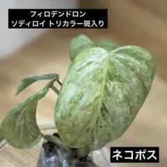 Nobita様 リクエスト 2点 まとめ商品