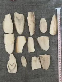 天然カトルボーン 12個セットのサムネイル