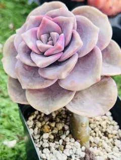 2026年最新】パープルディライトの人気アイテム - メルカリ