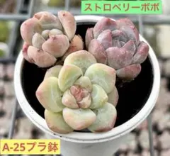 ストロベリーボボ　多肉植物　プラグ苗(抜き苗)3苗　ランダム発送のサムネイル