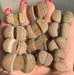 Hanaco【プロフ要確認】様 リクエスト 2点 まとめ商品