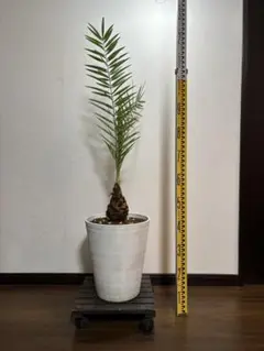 カナリーヤシ　幹高20cm 鉢底から100cm カナリーヤシ 幹高20cm 鉢底から100cm 000000064200-01-l.jpg?t=