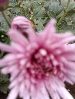 2025年最新】食用菊 苗の人気アイテム - メルカリ