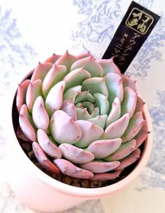 はいから(命名株)×そわそわ札付きポットごとメルカリ便ルイパパさん苗