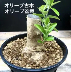 2026年最新】オリーブ 古木の人気アイテム - メルカリ
