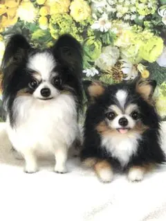 羊毛フェルト　ハンドメイド　オーダーメイド　犬　【チワワ】kao様確認用