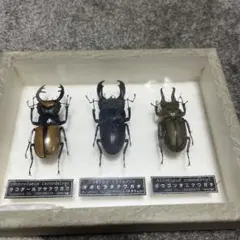 ヘラクレスオオカブト 標本 ペア - メルカリ