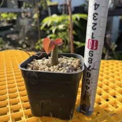 2026年最新】観葉植物 塊根植物・コーデックスの人気アイテム - メルカリ