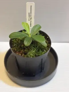 Homalomena sp. Riau sumatera LA便のサムネイル