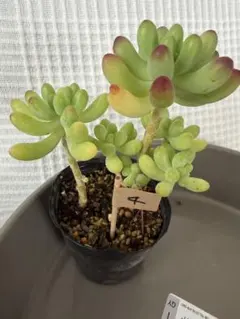 2025年最新】乙女心多肉の人気アイテム - メルカリ