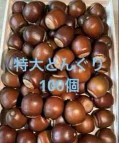 特大どんぐり 100個セット