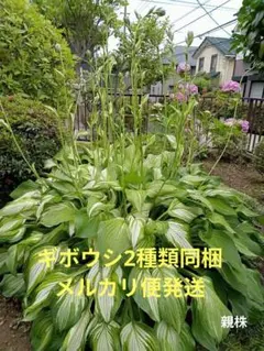 Komume様 リクエスト 2点 まとめ商品