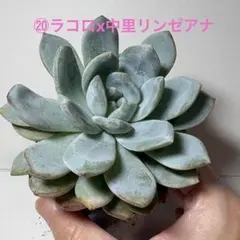 2026年最新】中里リンゼアナの人気アイテム - メルカリ