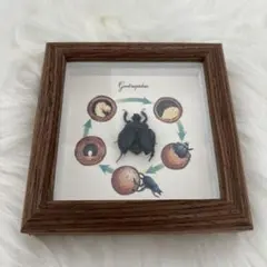 2025年最新】標本 ニジダイコクの人気アイテム - メルカリ