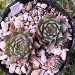 センペルビウム 輸入 Micha (ミカ) センペルビウム 輸入 Micha (ミカ)