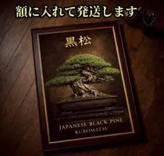 杜松 極上 盆栽 限定！コレクター必見の額入りポスター - メルカリ