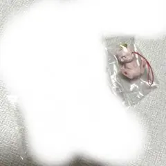 ポケモン　ストラップ　5点セット