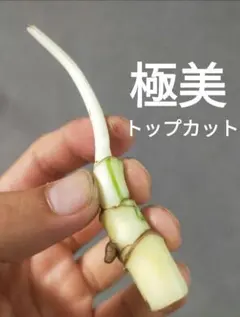 【O11】斑入りモンステラ ホワイトタイガー トップカット茎 成長点4つのサムネイル