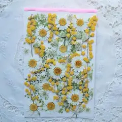 押し花　ミモザとノースポールセット