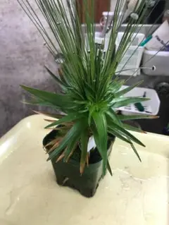 ☆　美種！ 珍種！ ホシクサspペドラ産　水上育成株　☆ ☆ 美種！ 珍種！ ホシクサspペドラ産 水上育成株 2株 ☆ 水生