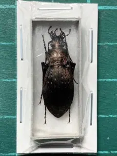 【外国産オサムシ標本】イボカブリモドキ/湖北省.恩施産/48mm 外国産オサムシ標本】イボカブリモドキ/湖北省.恩施産/48mm