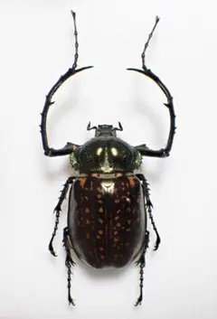 アシナガコガネ　標本　大量 2026年最新】コガネ 標本の人気アイテム - メルカリ