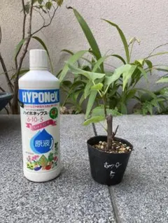 タマゴタケ様 リクエスト 2点 まとめ商品