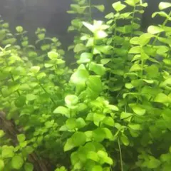 でんでん様 リクエスト 2点 まとめ商品