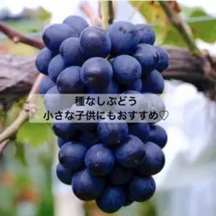 ③*ஐ艶々で光沢がある黒いシャインマスカット*ஐぶどう・苗木
